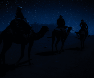 Camels walking in the dark during a Wadi Rum night camel tour